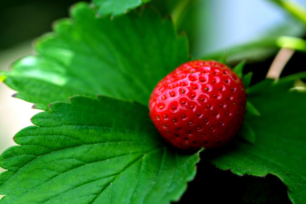 ignartonosbg-strawberry-7415650